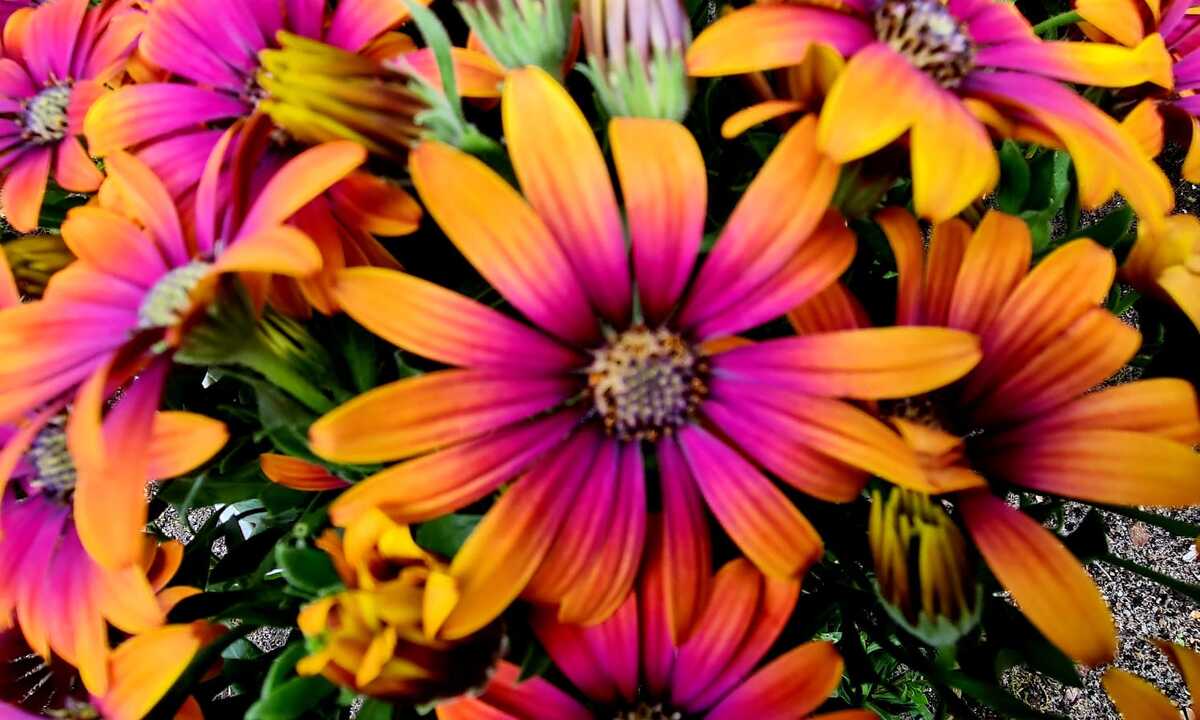 Tentoonstelling Bloemen